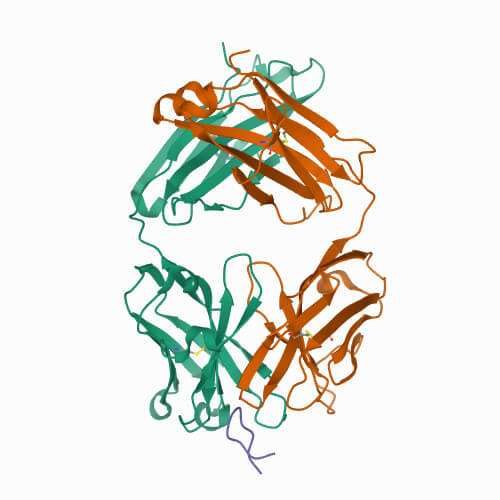 Hepatitis B Surface Antigen (Subtype ay)
